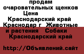 продам очаровательных щенков › Цена ­ 30 000 - Краснодарский край, Краснодар г. Животные и растения » Собаки   . Краснодарский край